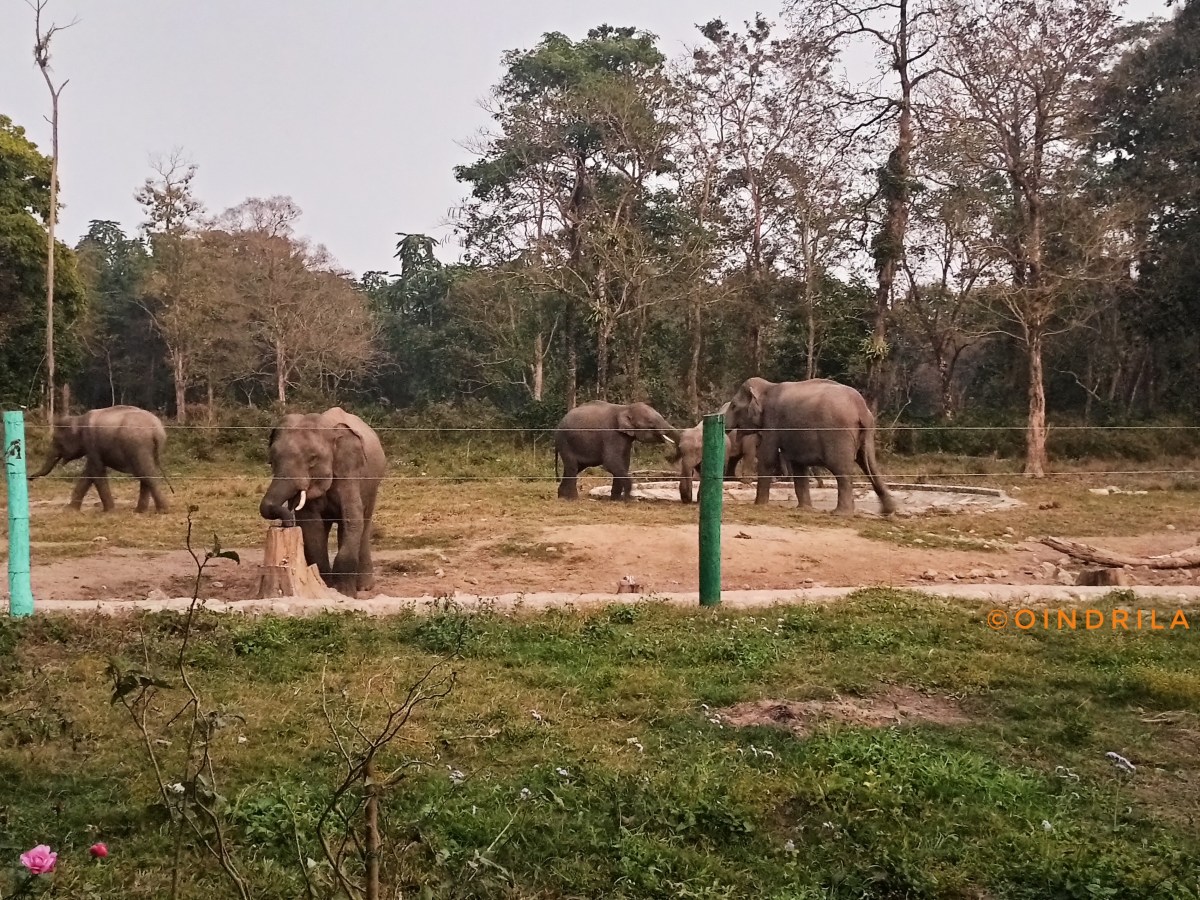 Buxa Jungle Safari